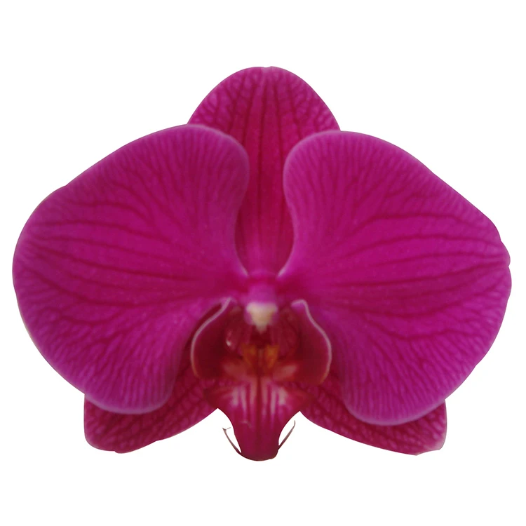 
live phalaenopis fresh orchid plants for sale 
