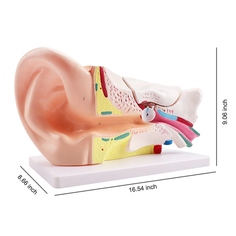 Anatomy Model Educational Anatomy Models For Medical Students Ear Anatomy Model