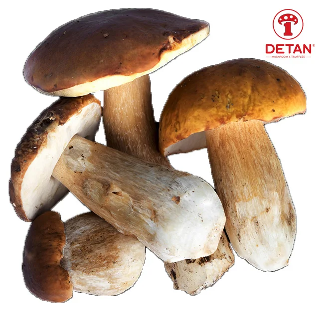 DETAN export wild fresh/frozen mushroom Fresh Porcini Mushrooms with wholesale price