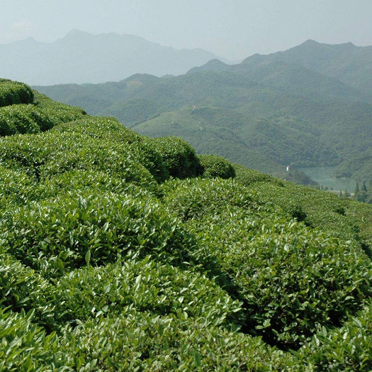 Wholesale Bulk Green Tea Extract l theanine l-theanine powder