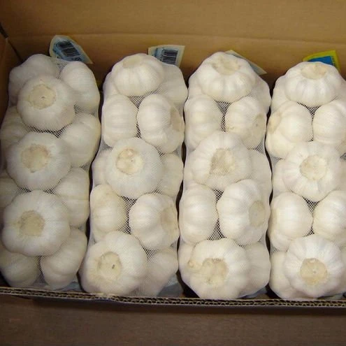 Alho Fresco 10kg Box Packing Fresh China 2023 Crop Garlic Price