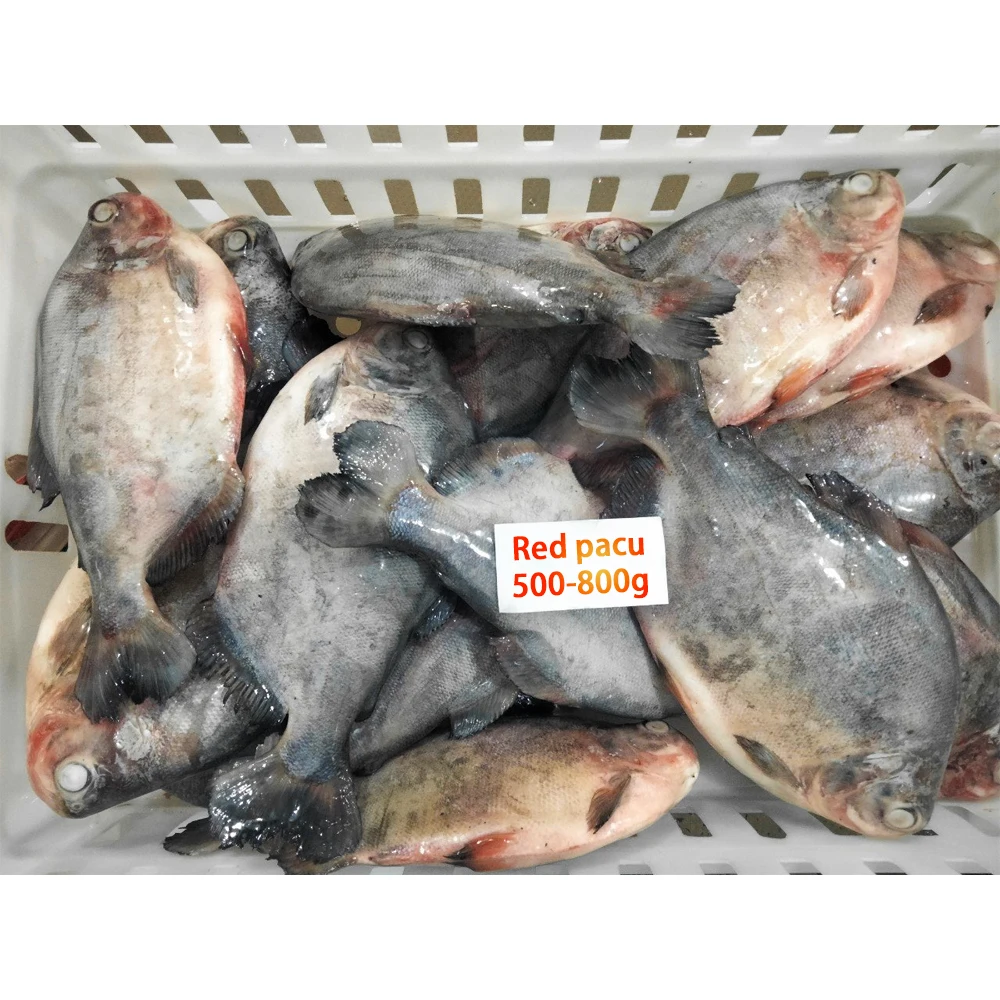 Froze Red Pacu Red Pompano Fish Frozen Pomfret Iqf Frozen Red Pomfret Fish Price