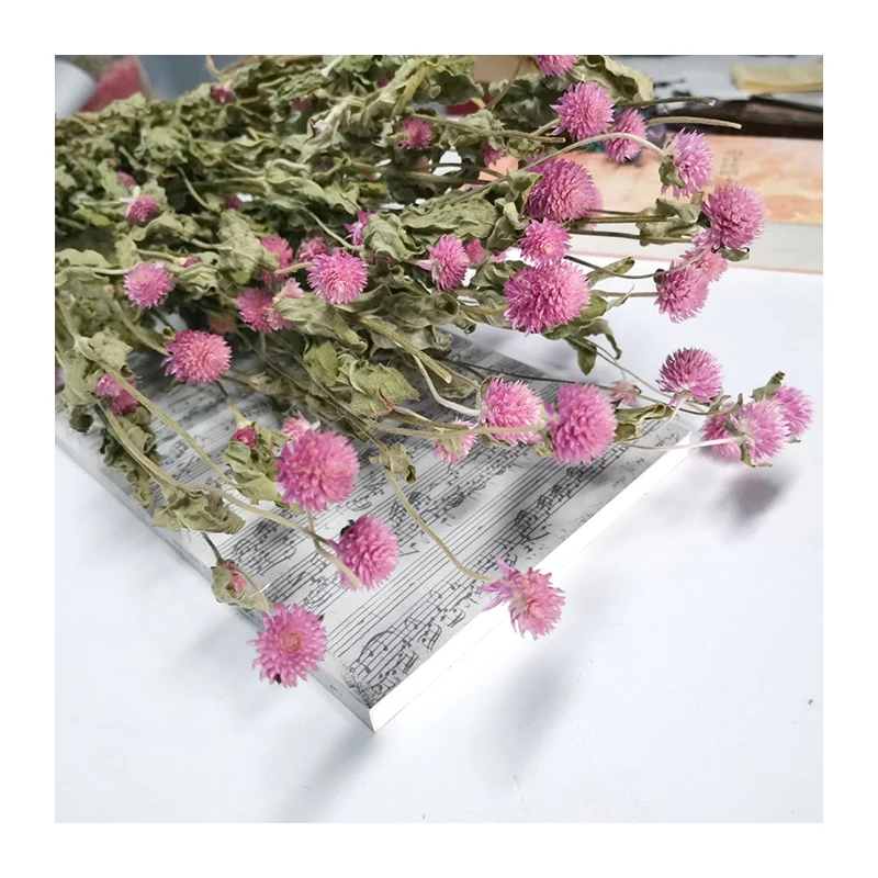 
2021 New Natural Green Environmental Protection Dried Gomphrena Globosa For Decoration 