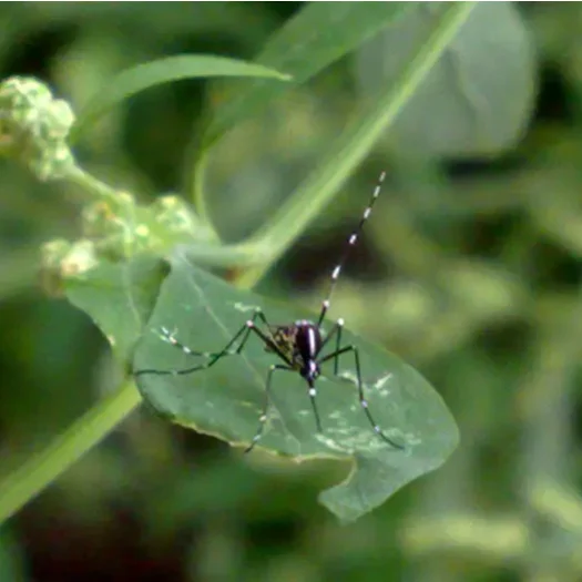 BTI mosquito larva Bacillus thuringiensis israel subsp.