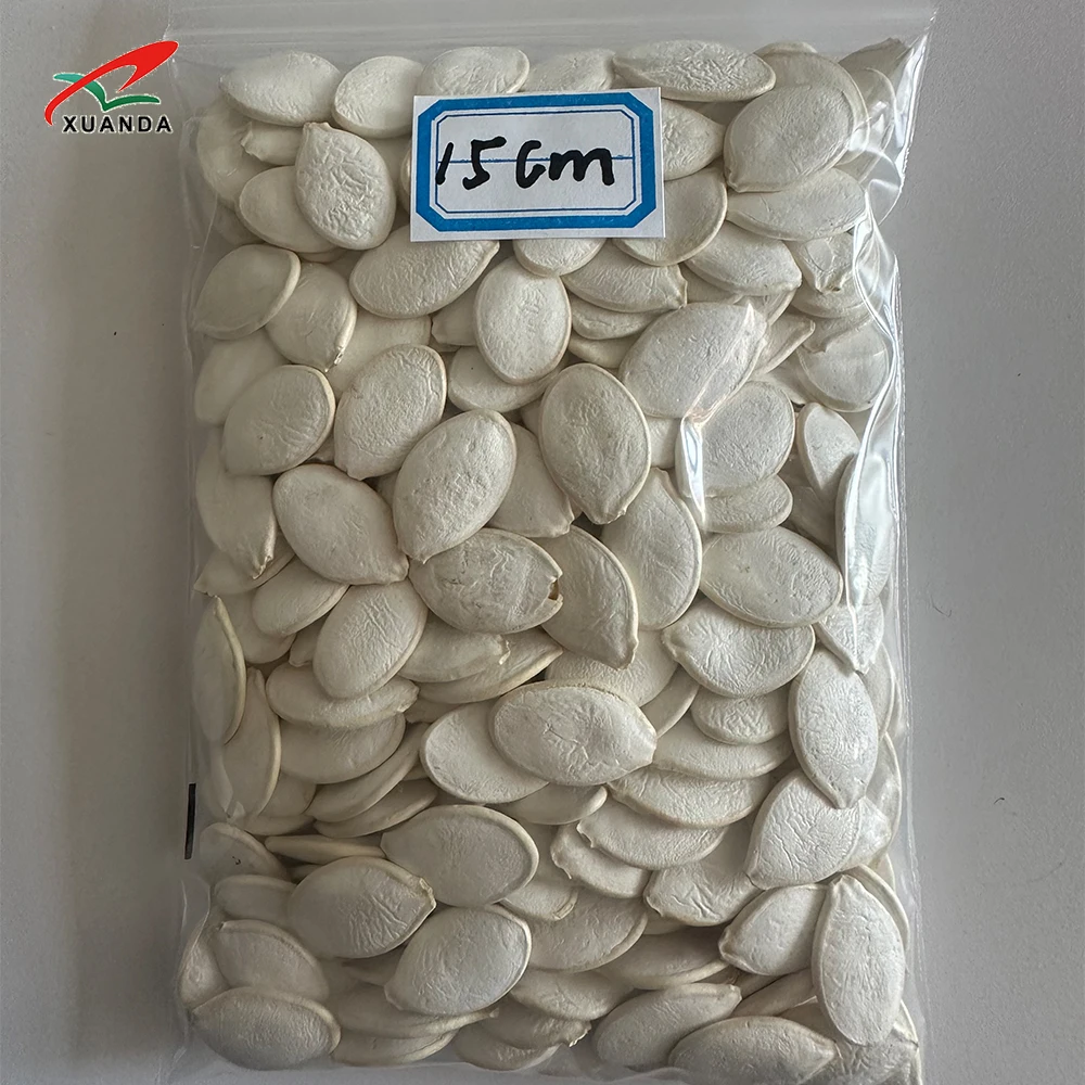 2024 Professional Supplier Shine Skin Snow White Seeds Pumpkin 11MMM Big Size Pumpkin Seeds In Shell Fresh Squash Seeds
