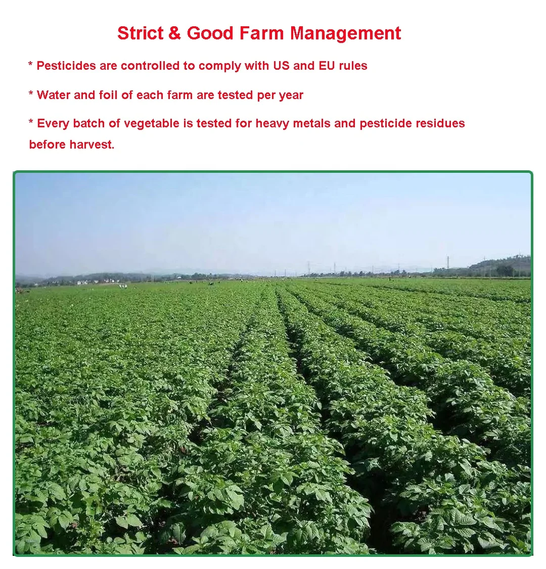 Top Product Factory Wholesale Price Dehydrated Vegetables Fast Foods Ingredients Dried Potato Flakes