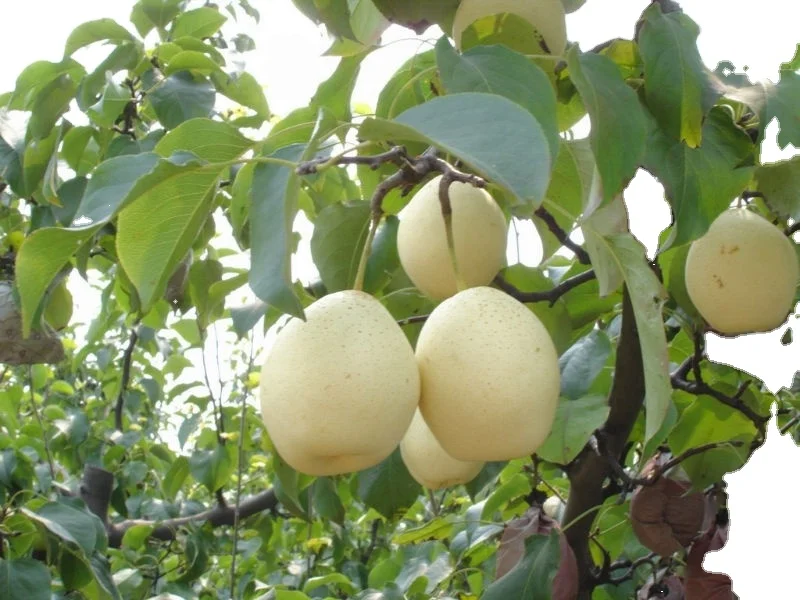 Chinese 2021 new season star sweet and juicy Ya pear/Crystal pear/Asian pear