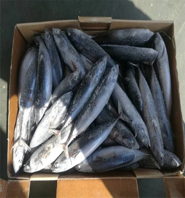 Высокое качество оптом Замороженные Бонито тунец рыбы