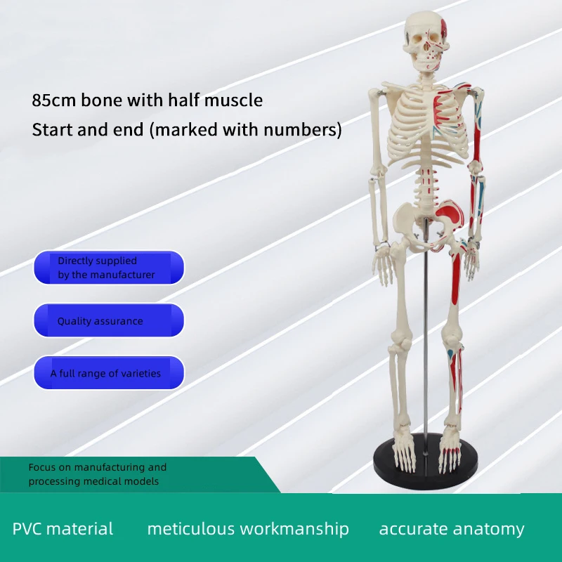 2024 Hot selling products Halloween Decorations Plastic Life Size Full Body Realistic Gear Human Skeleton emergency medical supplies