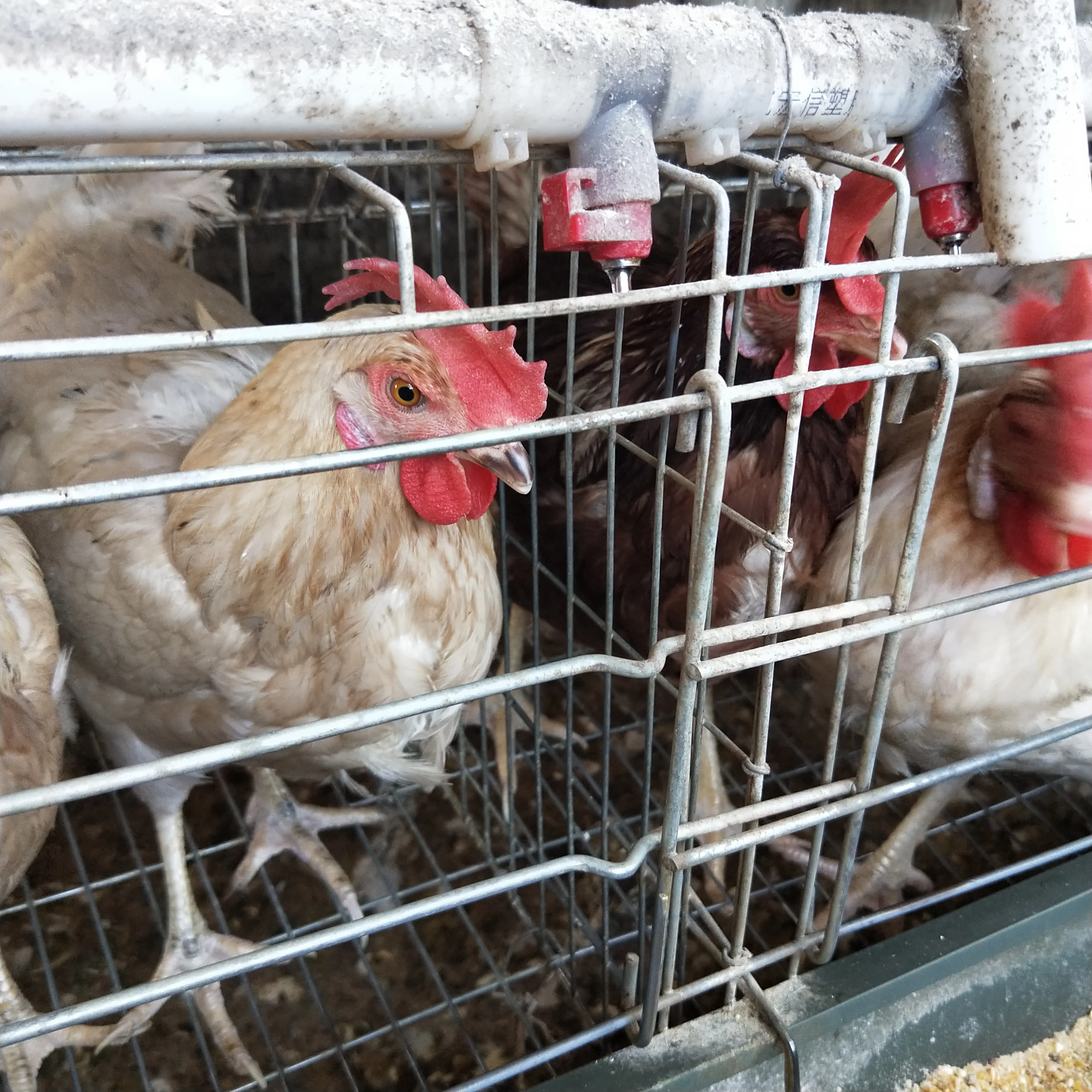 Best Price  a H Type Chicken Layer  Battery Cage Poultry Farm Equipment