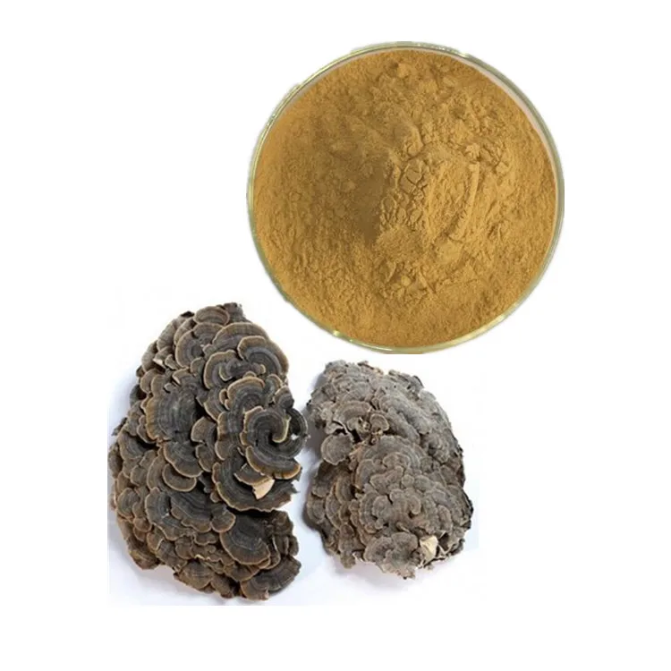 Fruiting body factory 30% Coriolus extract yunzhi mushroom Trametes versicolor powder For Health food