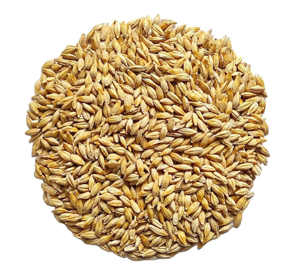 Animal feed barley grain ecological product 100% natural wholesale prices