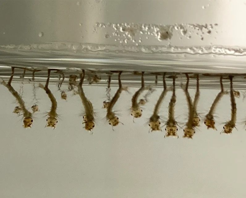 Японские гранулицидные био-цивициды, предотвращающие уничтожение комаров