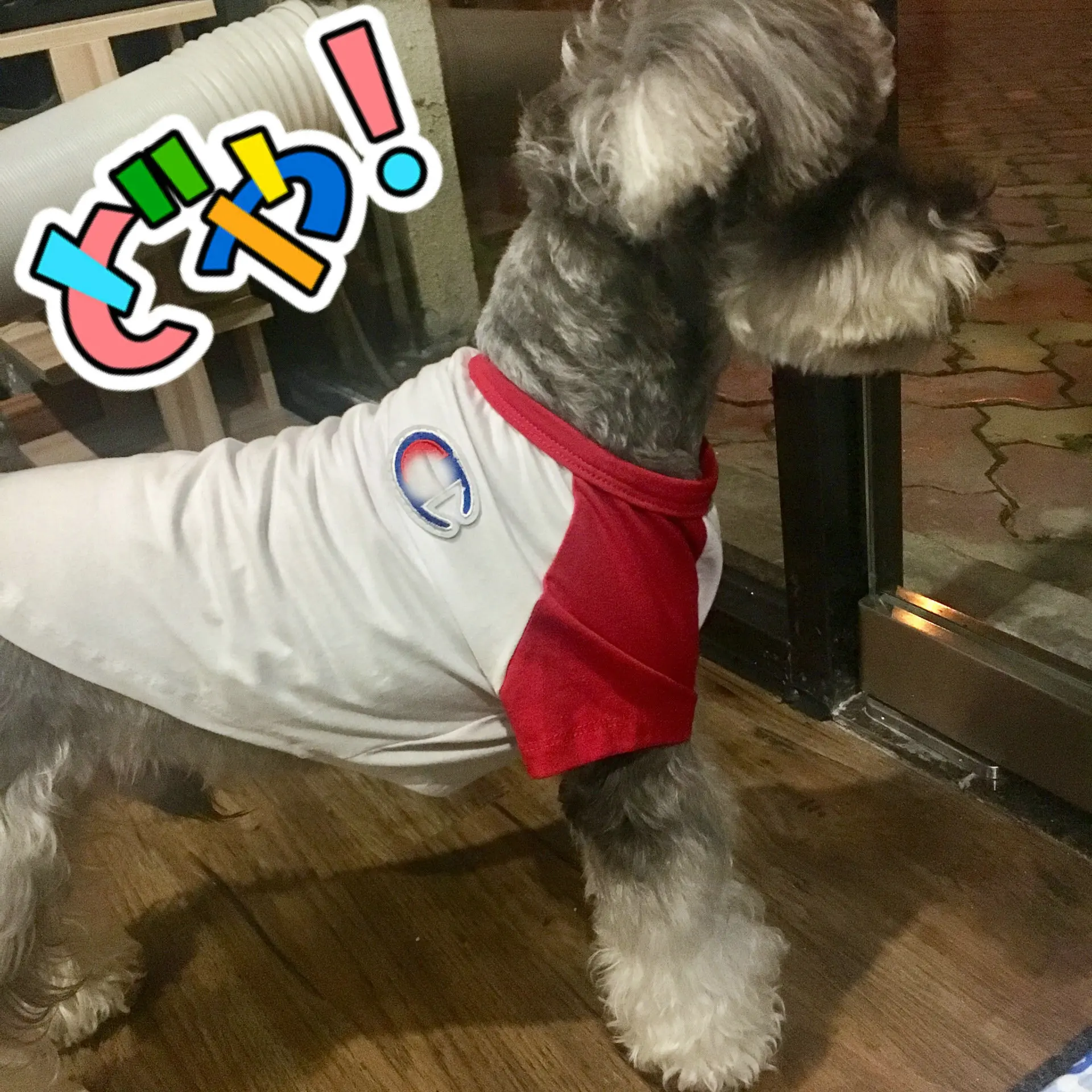 JXANRY  Summer Dog Shirt New Style White Fashion Pet Clothes Popular Luxury Pet Cool Wearing Cat Coat