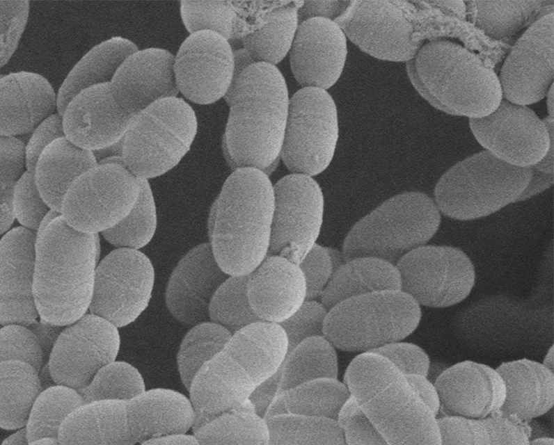 Immunostimulatory Effect Aquaculture Mixed Feed Additive For Sale