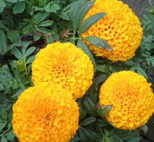 Factory Supply High quality Marigold Seeds for Birds Feeding