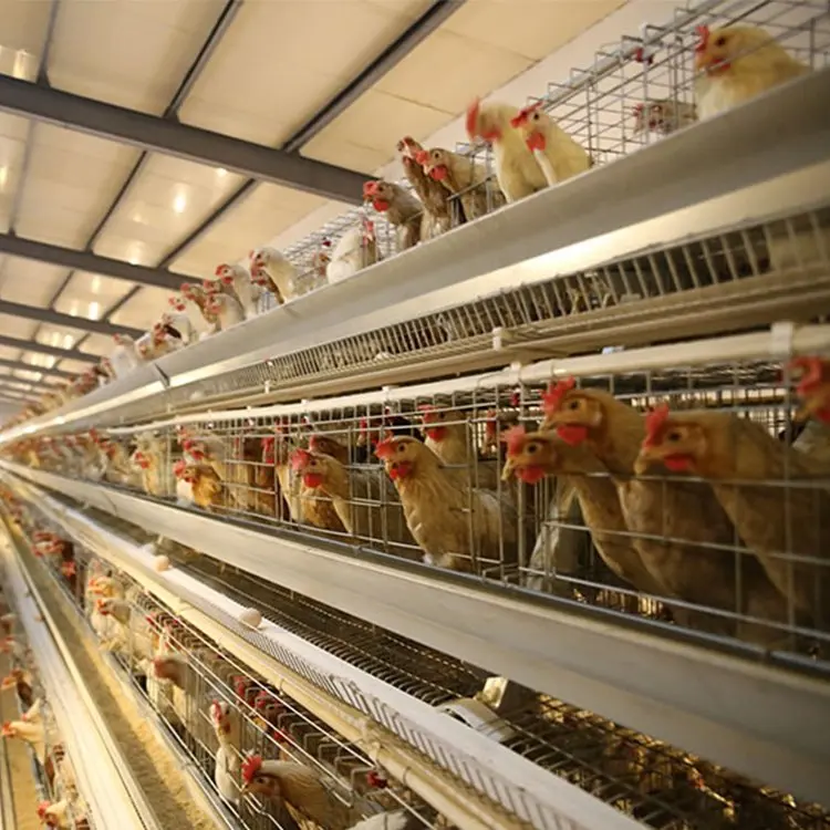 H Type Battery Layer Chicken Cages Automatic Egg Poultry Farming Equipment System Breeding Laying Hen Cage for Livestock