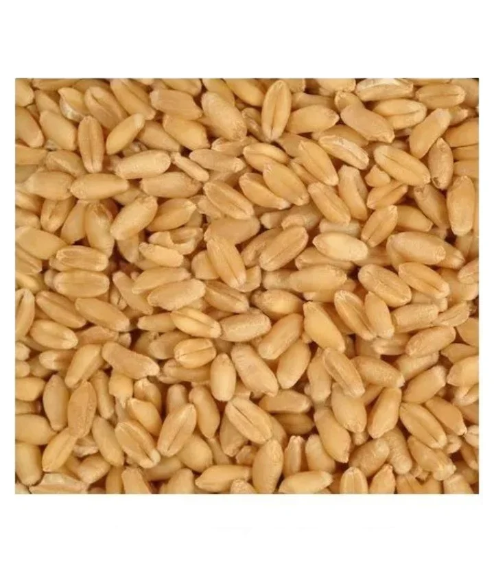 Durum hard wheat grains 100% prices from Ukraine