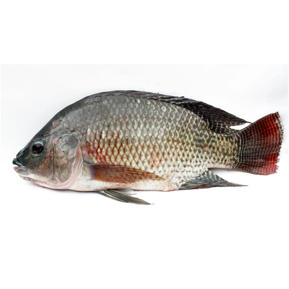 
300g+ frozen black bream black tilapia 