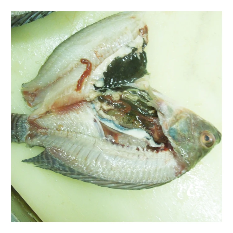 Sea Foods and Frozen Foods Fish Frozen Tilapia Supplier with Good Price