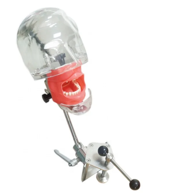 Dental head model simple dental head model simple model of dental head