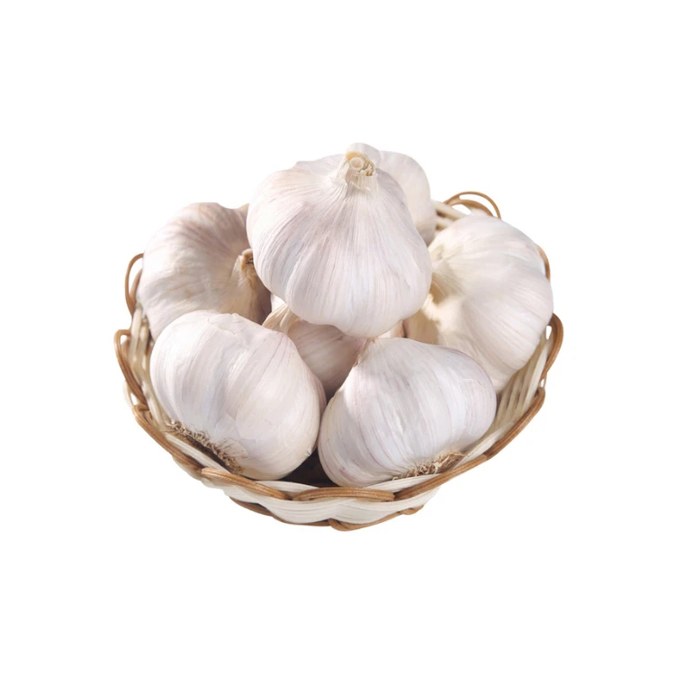 wholesale white garlic press zinc Shelf life  24months fresh garlic