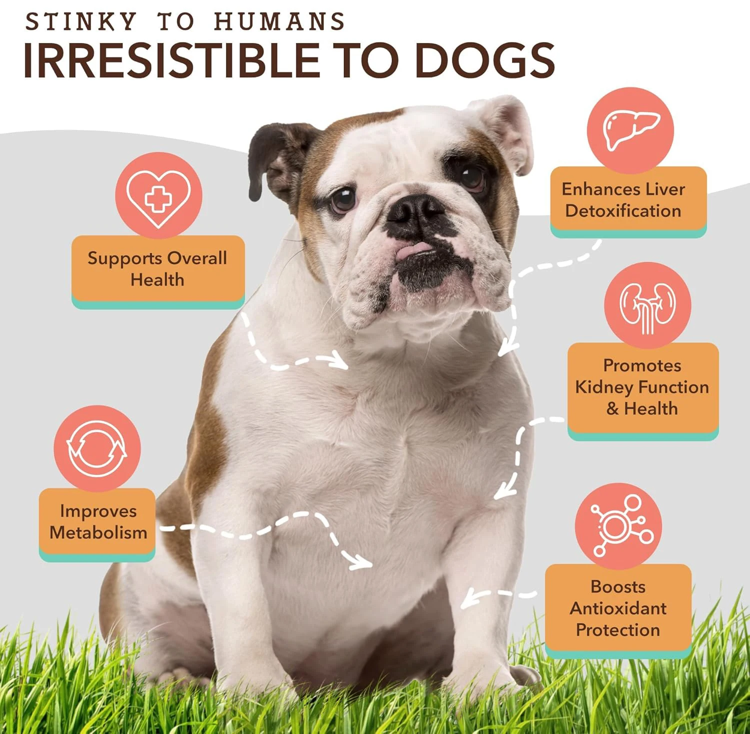 Top Sale Healthcare Pet probiotics help with diarrhea constipation digestive problems gut health dog pet supplement