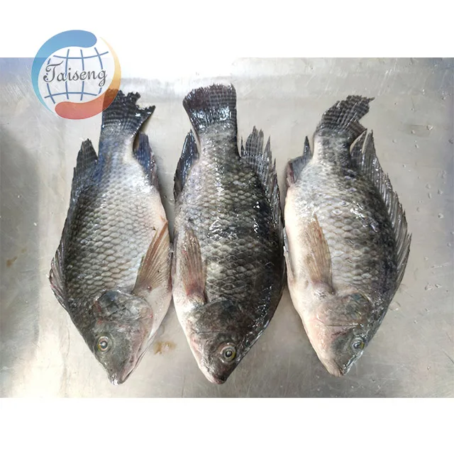 whole round frozen seafood tilapia fresh fish