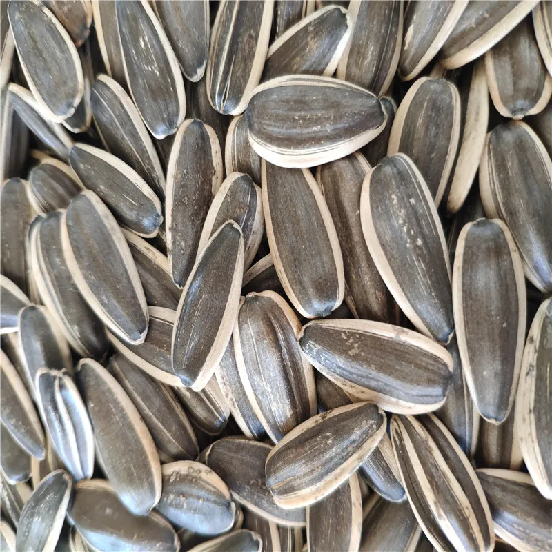 2022 new crop china sunflower seeds type 361 inner mongolia factory