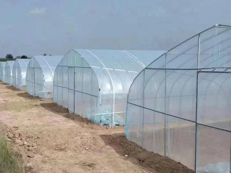 Intelligent tunnel black film Greenhouse for Cultivation of medicinal plants