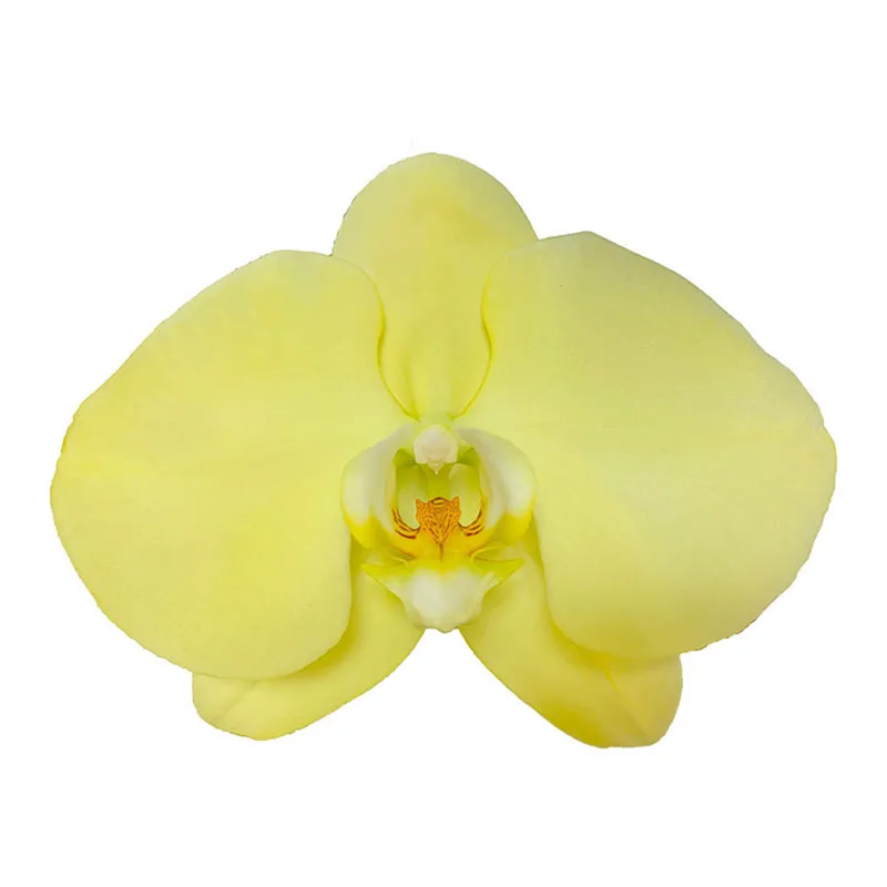 A Lot Of Hot Selling Phalaenopsis Orchid Flower Glory Yellow Orchids  Fresh Cut Flowers
