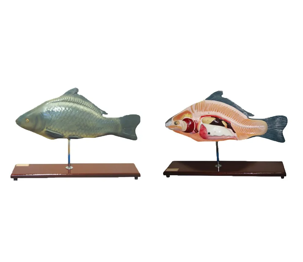 YA/B023 натуральный размер рыбы Анатомия и образец туловища для взрослых рыб анатомических референсов