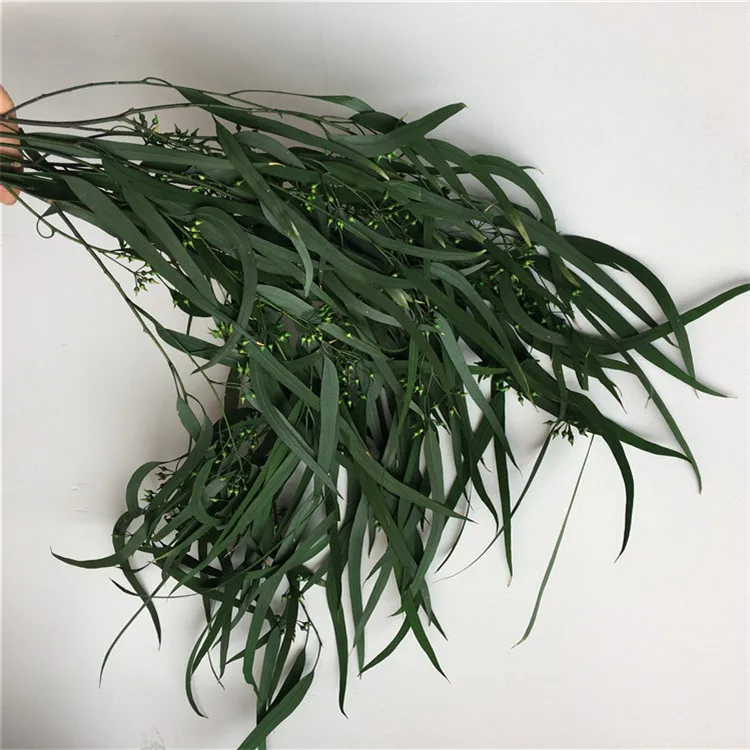 Amazon hot sell home decoration wholesale everlasting eucalyptus leaves preserved eucalyptus saligna seed