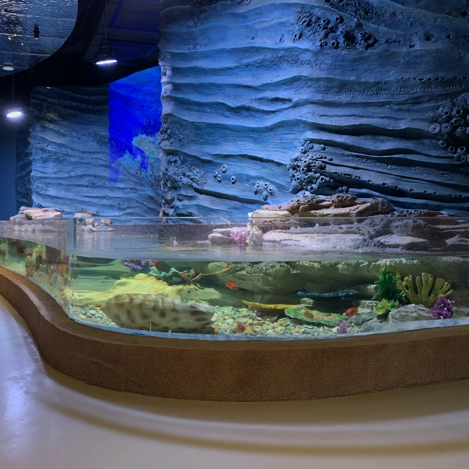 S shape acrylic aquarium panel price for aquarium project