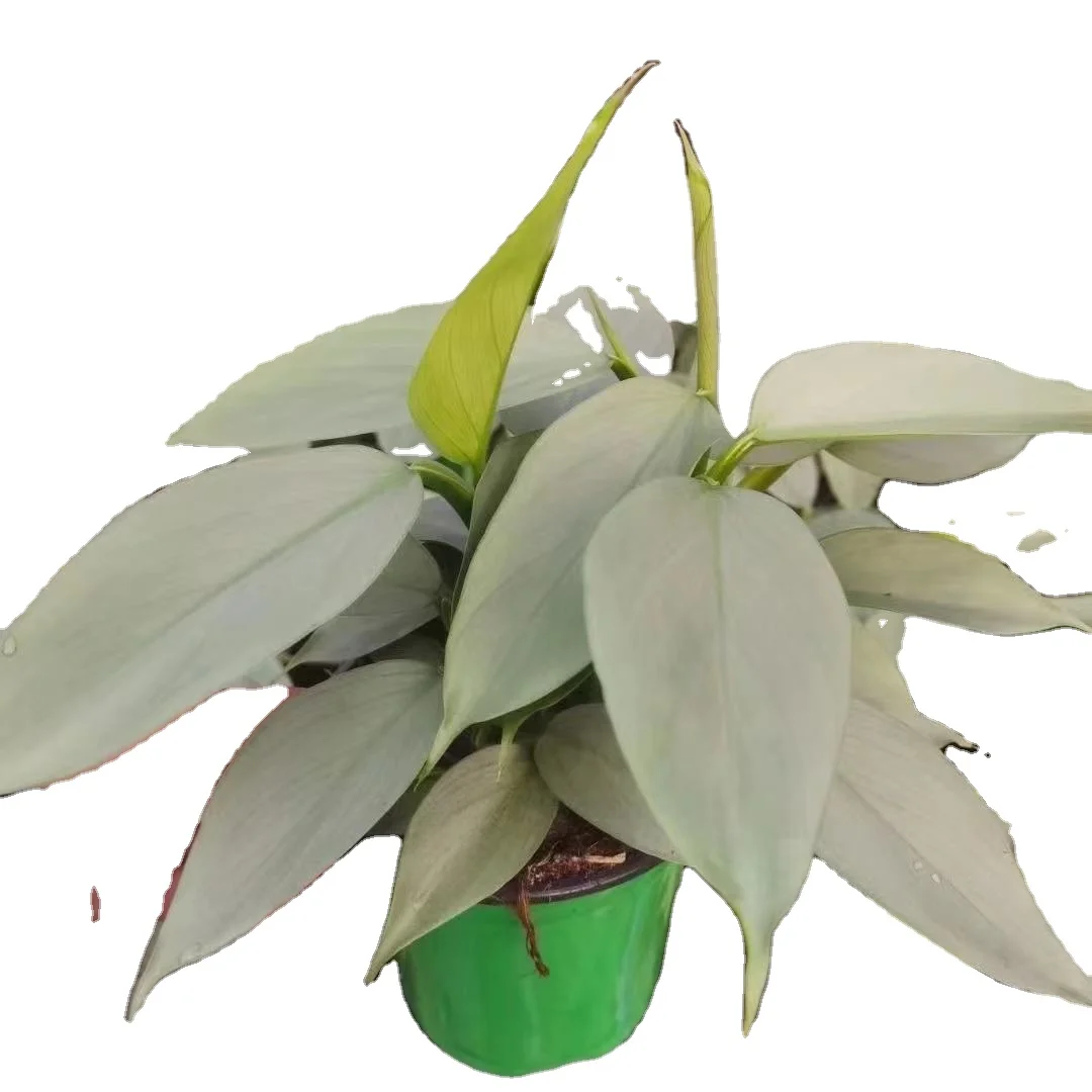  Лидер продаж декоративное растение Philodendron серебряный снег в