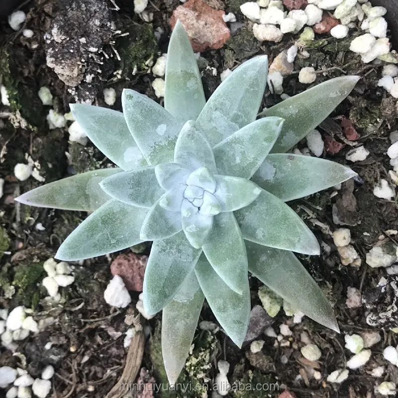  Живые суккуленты Echeveria Dudleya greenei оптовая продажа настоящие растения 1 5 экзерофиты для