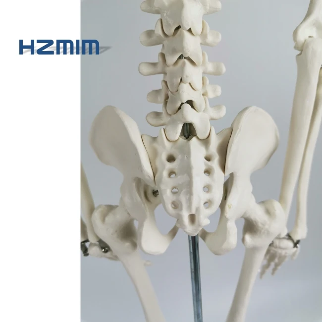 Human Anatomical Model 85cm Human Skeleton Model