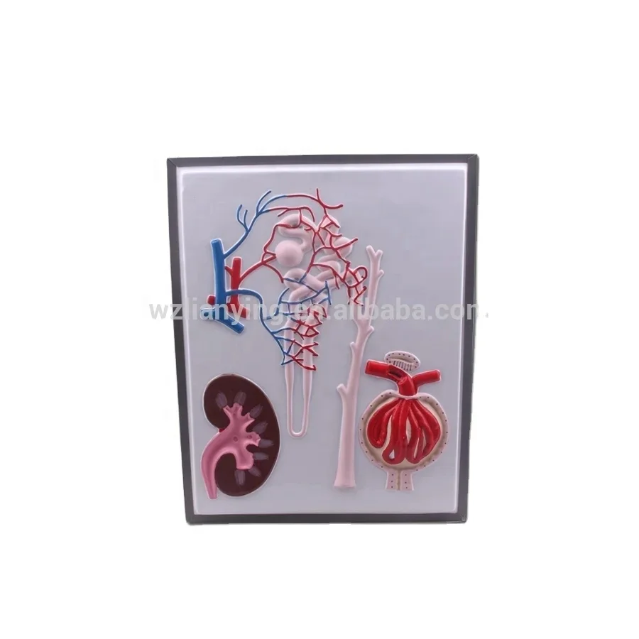 PVC human kidney nephron and glomerulus model