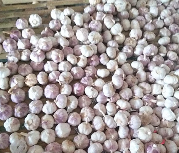 4.0cm 4.5cm 5.0cm 5.5cm 6.0cm Pure White Shandong Chinese nature grown Garlic