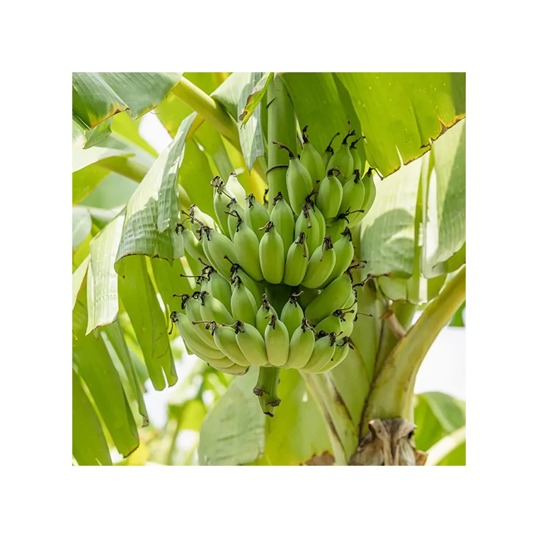 Private Label Low Price Packing Importers 100% Natural Fresh Big Banana