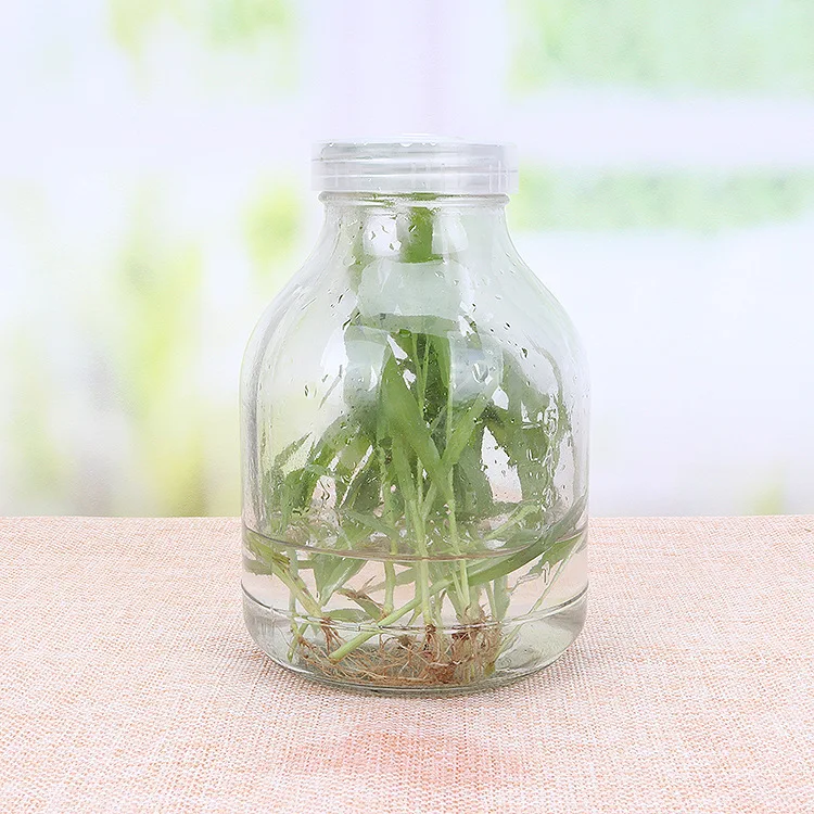 Hot selling 650ml orchids glass tissue culture bottle with breath hole lid wholesale