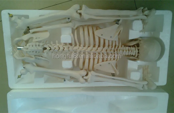 102 skeleton model 5.jpg