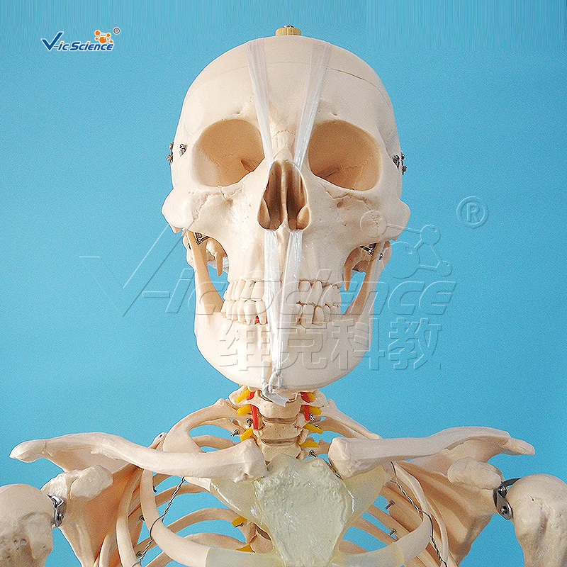 180cm Human Skeleton Model Teaching Model Medical Model