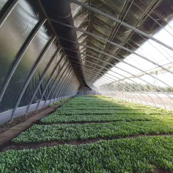 Solar power warm winter tunnel greenhouse