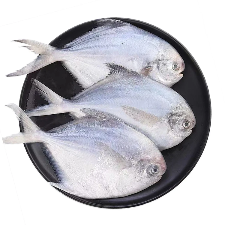 Hot Selling Chinese SANFENG Seafood Silver Pomfret White Pompano Fish for Sale