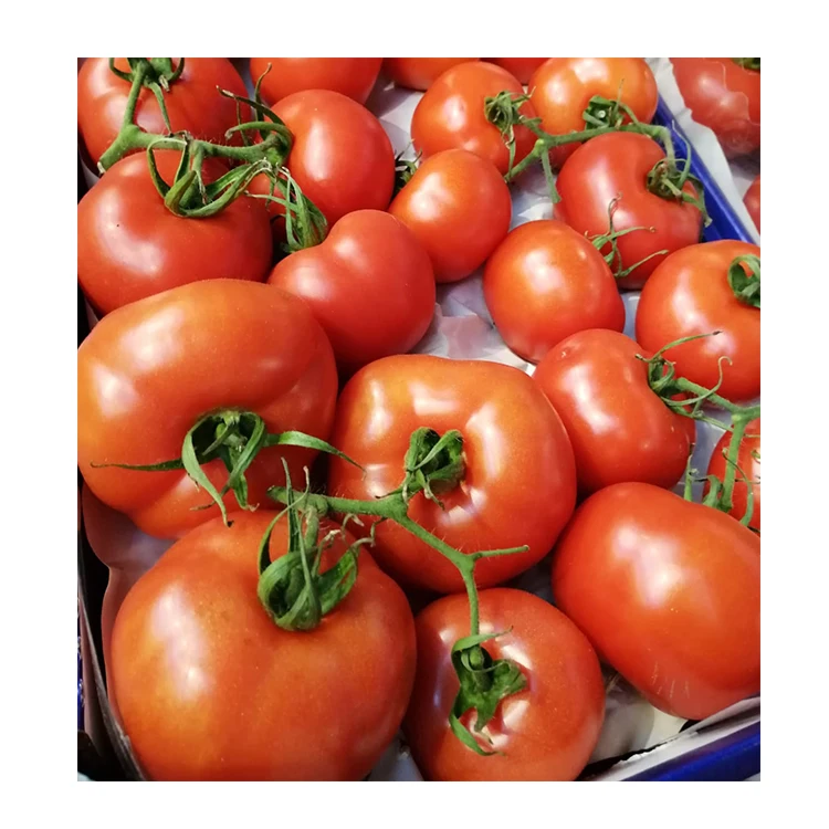 
Wholesale Italian Delicious Fresh Vegetable Italian Tomato Fresh Red 