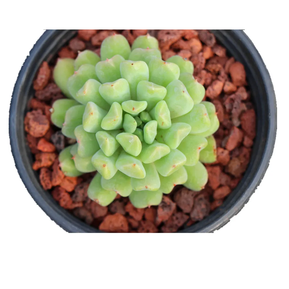 
Hot sale wholesale echeveria Irish Mint korean succulents live plants 