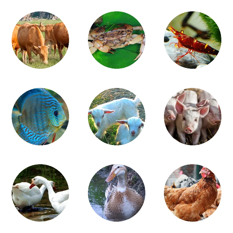 Fashion design agro animal feed grass processing pellets diesel pellet machine good price