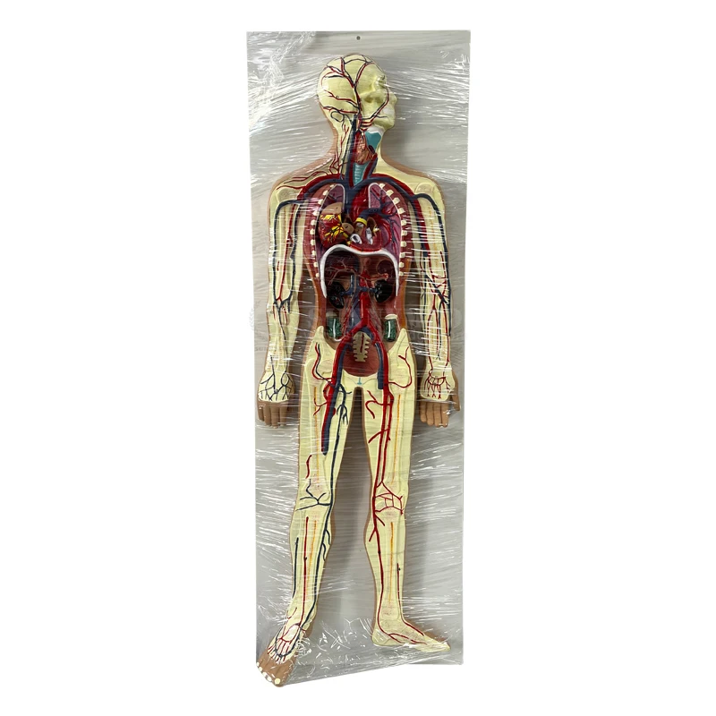 SY-N989 Больничная школа Обучающие пособия модель системы кровообращения человека внутренние органы сердца анатомии сосудов