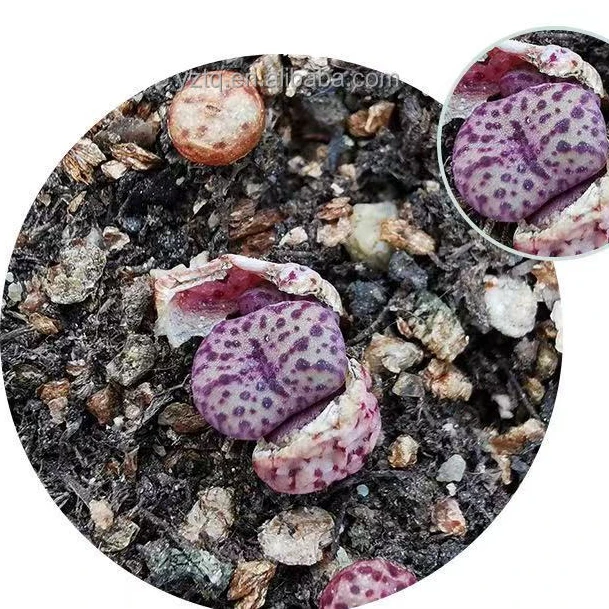 Conophytum obcordellum Lithops растения, mini Lithops декоративные растения для домашнего декора, натуральные Детские Растения